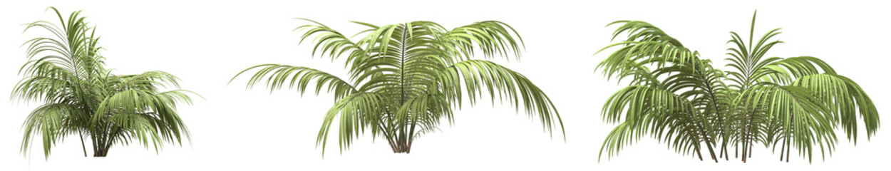Set of Parlor palm with isolated on transparent background. PNG file, 3D rendering illustration, Clip art and cut out