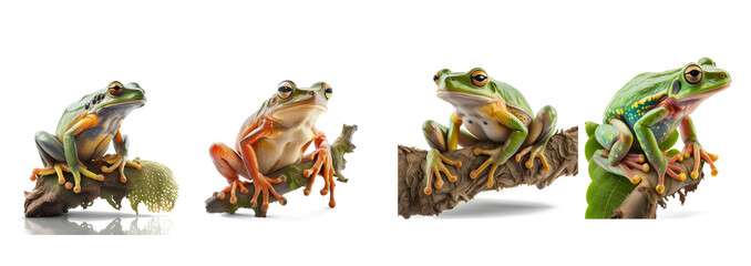 Beautiful rare green frog on transparent background for decoration project about nature