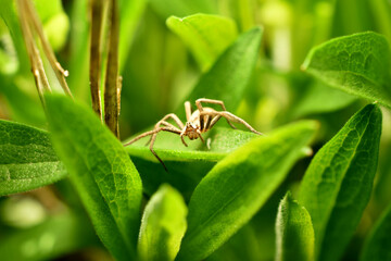 Close Up of Jumping Spider, Leaf Spider or Ground Spider that comes out on the leaves in the morning looking for small insects that pass nearby