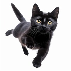 a black cat is flying in the air on a white background