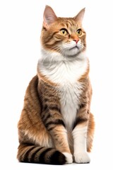 a brown and white cat sitting on a white background