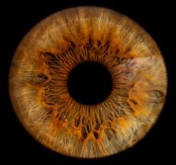 Human eye