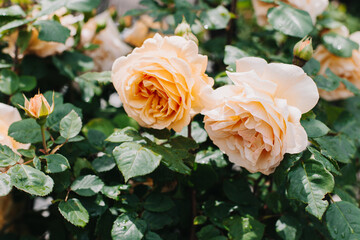 Beautiful peach pink Rose flowers in a spring garden after the rain.