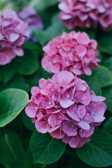 Amazing pink Hydrangea flowers in a garden.