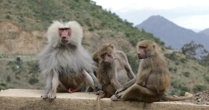 Hamadryas baboon papio hamadryad family Asmara Eritrea