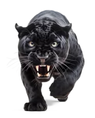 Tafelkleed dangerous black panther ready to attack on white background © FP Creative Stock