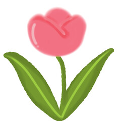 Tulip isolated on a white background 