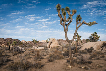 joshua tree national park