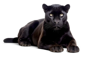 black panther sitting down, isolated