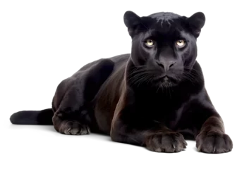 Fototapeten black panther sitting down, isolated © FP Creative Stock