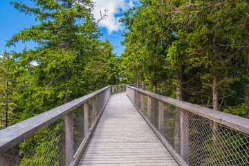 Fototapeta na wymiar Forest canopy walkway footpath above treetops, outdoor adventure on Rogla, Slovenia