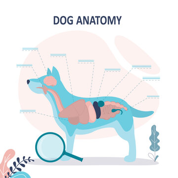 Anatomy of dog with inside organ structure examination. Educational labeled handout for zoology, infographic or poster template.