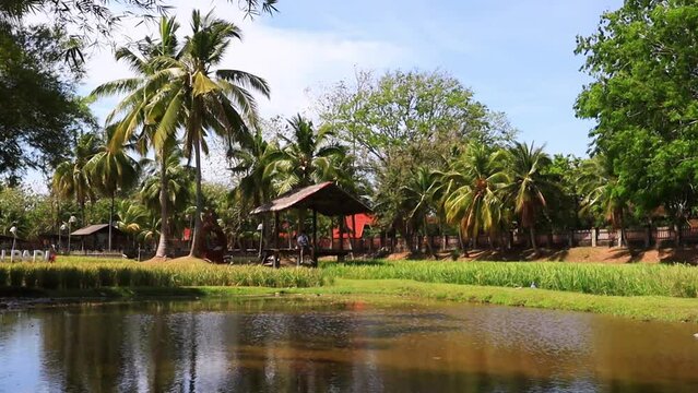 Beautiful scenery of rice fields in Langkawi Malaysia