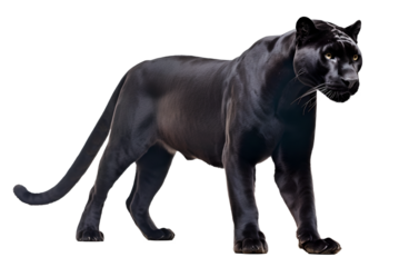 black panther side view on isolated background