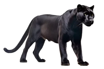 Poster Im Rahmen black panther side view on isolated background © FP Creative Stock