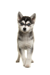Pretty pomsky puppy dog with blue eyes looking at the camera standing on a white background seen form the front