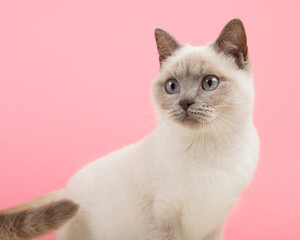 Portrait of a pretty british shorthaired cat looking back over its shoulders on a pink background