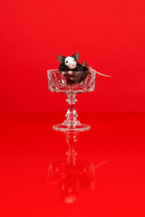 Cute little black and white mouse trying to climb out a glass on a red background