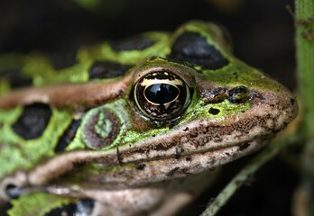 Leopard frog macro