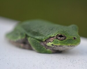 Green tree frog macro