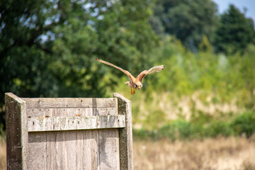 A common kestrel takes flight from a sign at Heartwood Native Tree Arboretum