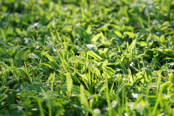 雫が輝く緑の芝生