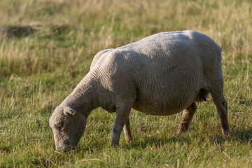 southwold heritage sheep in kid , grazing in a field with the rest of the herd whilst heavily pregnant 