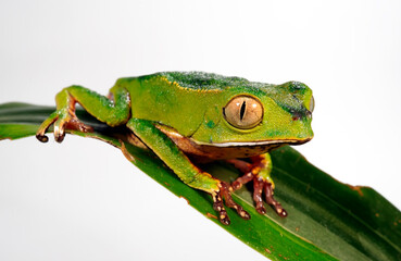 White-lined leaf frog // Gespenster-Makifrosch (Phyllomedusa vaillantii) - south america