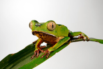 White-lined leaf frog // Gespenster-Makifrosch (Phyllomedusa vaillantii) - south america