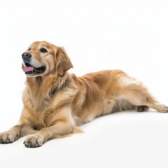 a golden retriever dog laying down on a white background