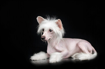 Chinese crested dog incredible portrait of a pet on a black background expressive look