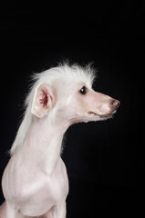 Chinese crested dog incredible portrait of a pet on a black background expressive look