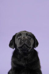 Cute young black labrador puppy looking up on a lavender purple background with space for copy