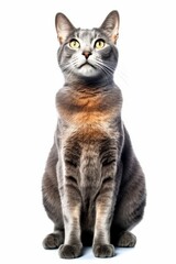 a gray cat sitting on the ground looking up