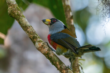 toucan barbet in forest