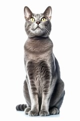 a gray cat with yellow eyes sitting on a white background