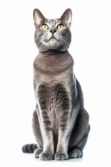 Obraz premium a gray cat with yellow eyes sitting on a white background