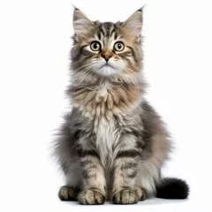 Fotobehang a kitten sitting in front of a white background © AberrantRealities