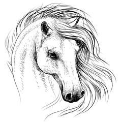 Horse. Graphic, monochrome drawing of an Arab horse in sketch style on a white background. Digital vector graphics.