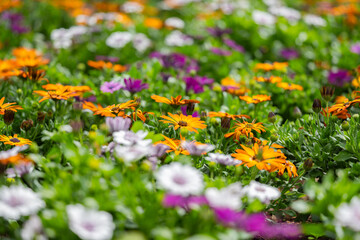 Obraz premium Osteospermum Flower