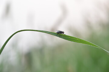 Dewdrops and a fly on the grass in the morning