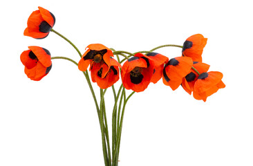 red poppy isolated