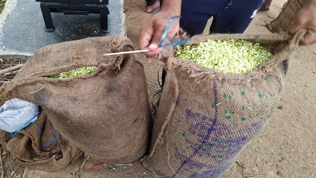 A man sewing a sacks filled with fresh jasmine flower buds to export to market