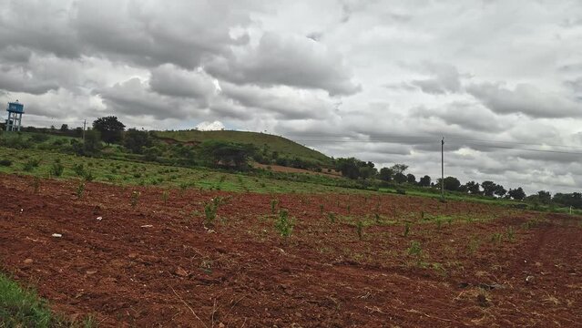 A fresh jasmine flower plantation in red soil during the rainy season