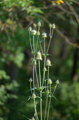 Dipsacus growing in a meadow in summer