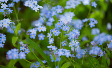 blue forget-me-not growing in a flower bed