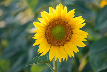 sunflower growing in the field