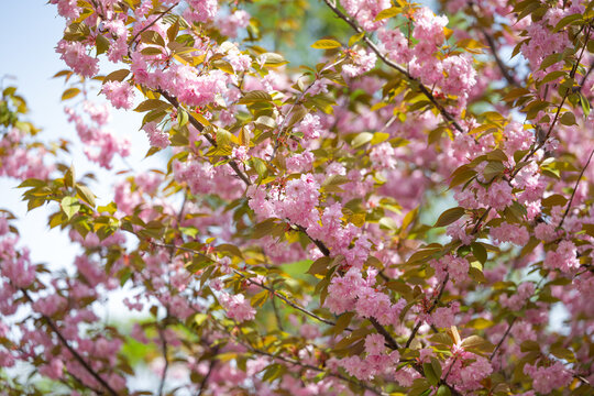 blooming sakura tree with pink flowers in spring