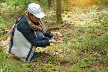 Naklejka na ściany i meble Asian explorers collect wild mushroom samples in the community to study. such as species, forest environment suitable for growth to contribute to the conservation of community forests.