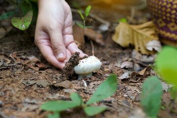 Asian explorers collect wild mushroom samples in the community to study. such as species, forest environment suitable for growth to contribute to the conservation of community forests.